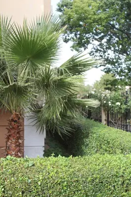 a palm tree in front of a building with bushes at Pomorie Residence 1-bedroom apartment with pool & free parking, 300 m to the beach in Pomorie