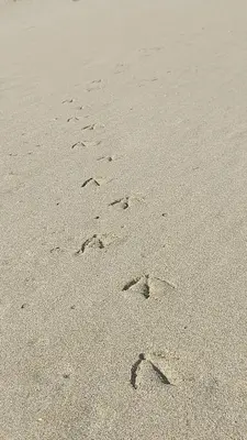 a group of footprints in the sand on a beach at SAPPHIRE in Sozopol