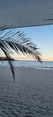 a palm tree on a sandy beach with the ocean at Eve Santa Marina Studios - sea, pools, relax in Sozopol
