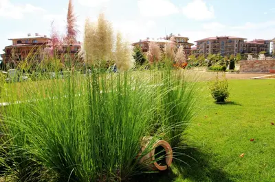 a field of tall grass with buildings in the background at Sorrento - Menada Apartments in Sveti Vlas