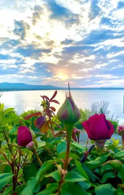 a group of roses with a view of the water at AJ Apartment 1 with Pool view, Santa Marina Holiday Village, Sozopol in Sozopol