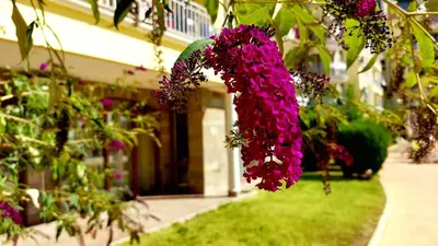 a bunch of pink flowers hanging from a building at Summer Dreams - Menada Apartments in Sunny Beach
