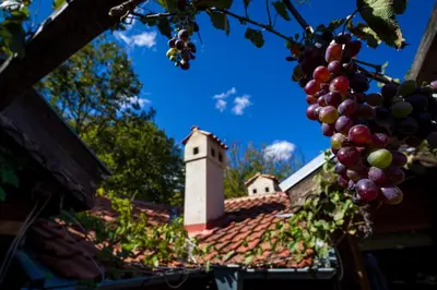 a bunch of grapes on a roof of a house at Рибарник Forest Мagic in Topolitsa