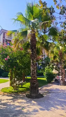 a palm tree in the middle of a park at Attractive Family Apartment in Sunny Beach Cascadas Family Resort in Sunny Beach