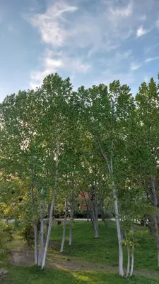 a group of trees in a grassy field at Aphrodite Park in Sunny Beach
