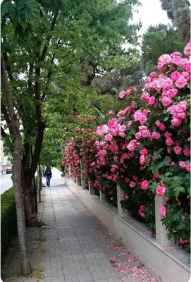 a row of pink roses on a fence at Afrodita Palas , studio appartment 4 floor, pool view in Sunny Beach