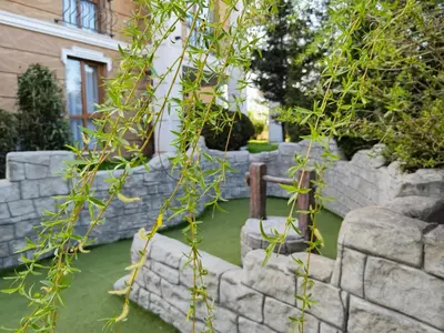 a garden with a stone wall and green grass at Harmony Suitеs apartment in Sunny Beach