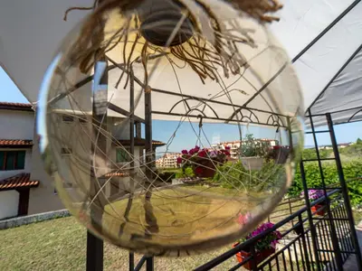 a close up of a glass ball with grass in it at Buongiorno! Premium in Sveti Vlas