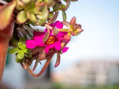 a pink flower is hanging from a plant at Buongiorno! Premium in Sveti Vlas