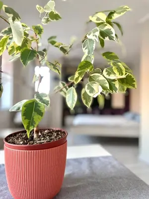 a plant in a red pot sitting on a table at Studio flat in the heart of Burgas in Burgas City
